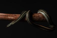 "snake on a branch with a black background"