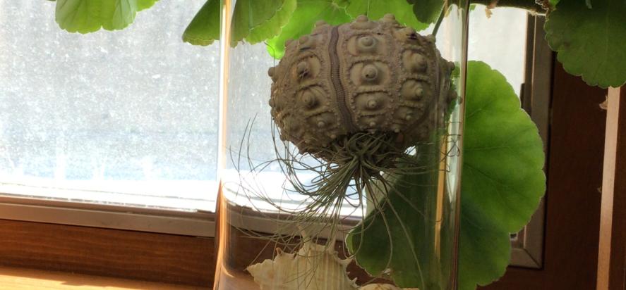 a shell with an air plant in it in a curated vase of rocks and shells